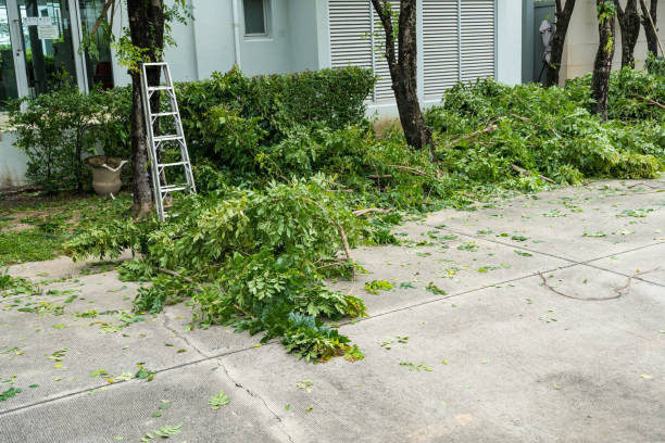 Leaf Removal Services